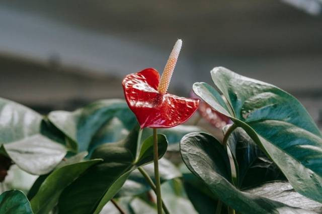 Ilustrasi cara merawat anthurium mickey mouse, sumber foto: Teona Swift by pexels.com