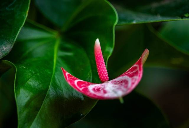 Ilustrasi cara merawat anthurium sirih, sumber foto: Ninan John by unsplash.com