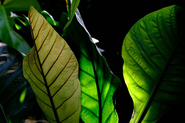 Ilustrasi cara memperbanyak anthurium jemani. Sumber: pixabay