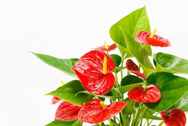 Ilustrasi Cara Perkembangan Anthurium. Foto: dok. Unsplash/Parker Sturdivant