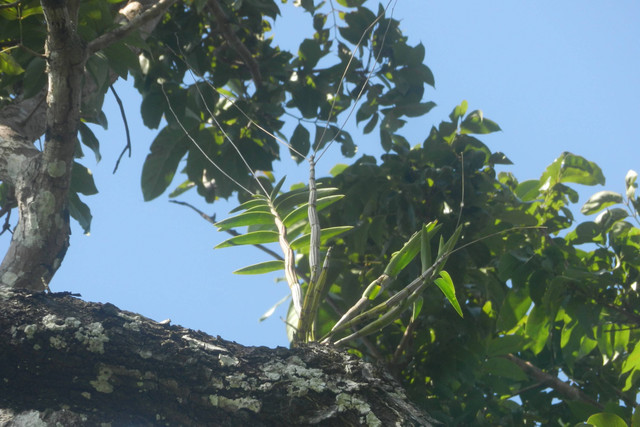 Anggrek langka Dendrobium capra atau larat hijau yang ditemukan di hutan produksi di Kabupaten Gunungkidul. Foto: Tim PKM-RE UGM