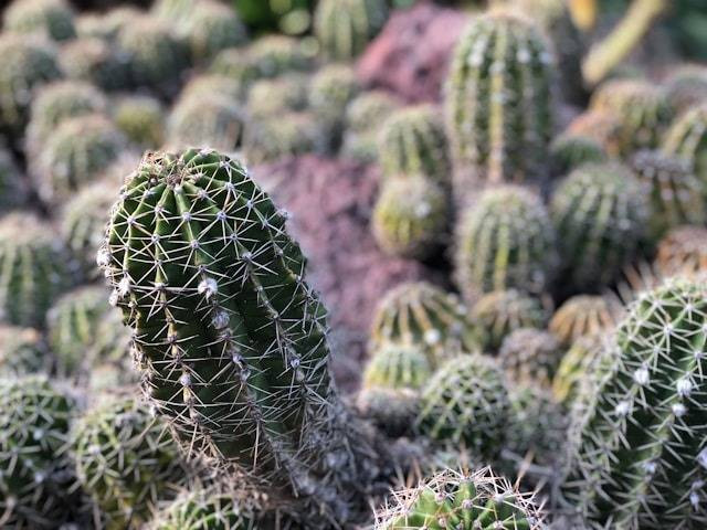 Ilustrasi Cara Stek Kaktus. Foto: dok. Unsplash/Ying-Ying Lin