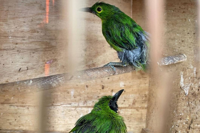 Gakkum Kementerian Lingkungan Hidup dan Kehutanan (KLHK) amankan barang bukti dan pelaku perdagangan satwa liar dilindungi di Kabupaten Klaten, Jawa Tengah. Foto: Instagram/@gakkumjabalnusra