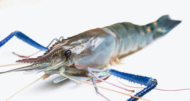 ilustrasi udang. sumber foto pixabay.com