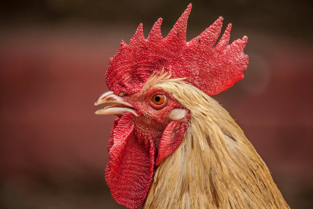 Ilustrasi ayam ngos-ngosan. Sumber foto: Unsplash