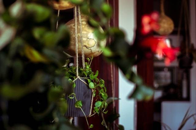 Ilustrasi Cara Merawat Tanaman Gantung Green Fall. Foto: dok. Unsplash/Jovana Askrabic