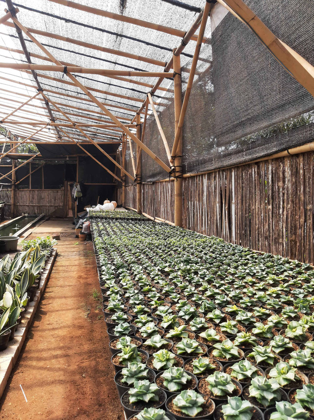 Dokumentasi UMKM Tanaman Hias succulent pada Kelurahan Kasihan.