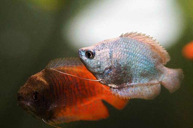 ilustrasi ikan gurami. Sumber foto pixabay.com
