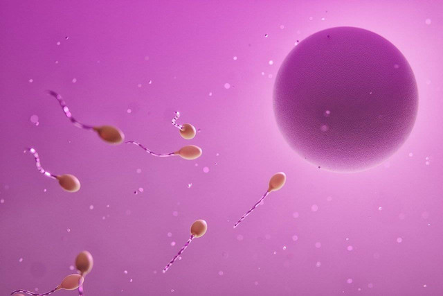 Ilustrasi Persamaan antara Spermatogenesis dan Oogenesis. Sumber: Pixabay/ videomediaart