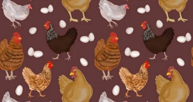 ilustrasi ayam petelur. Sumber foto pixabay.com