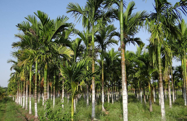 Ilustrasi asal usul panjat pinang. Foto: Pixabay