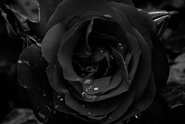 Ilustrasi Cara Menanam Bibit Mawar Hitam. Sumber: Unsplash