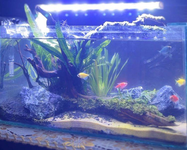 Aquascape hasil kolaborasi mahasiswa KKN Undip dan Karang Taruna Tunas Mekar, Desa Jatikuwung.