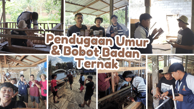 Mahasiswa KKN Undip Melakukan Pendampingan dalam melakukan pendugaan umur dan bobot badan ternak ruminansia menggunakan rumas modifikasi di Desa Jatimarto
