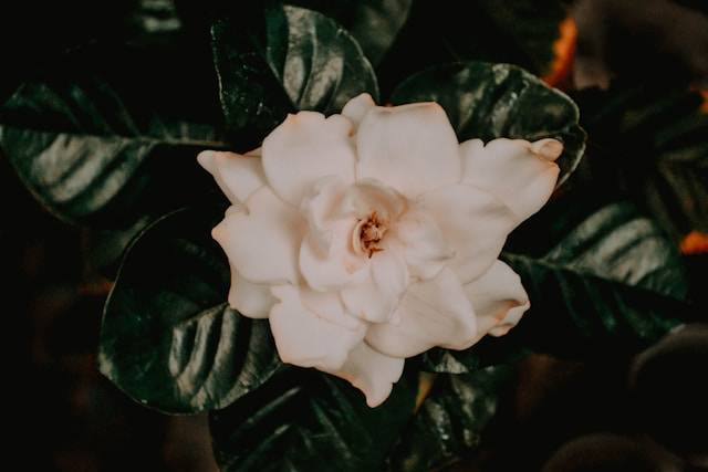 Cara Merawat Tanaman Hias Kacapiring. Foto Hanya Ilustrasi. Sumber Foto: Unsplash.com/Wander Fleur