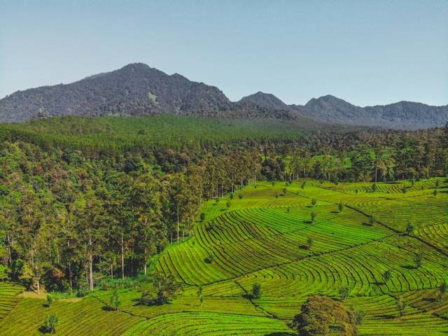 Dari Kiaracondong ke Lembang Naik Apa? Foto Hanya Ilustrasi Bukan Tempat Sebenarnya. Sumber Foto: Unsplash.com/Devon Daniel