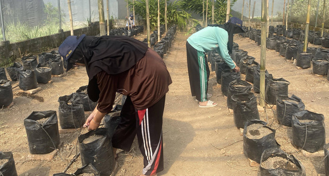 Revitalisasi greenhouse Desa Bono.