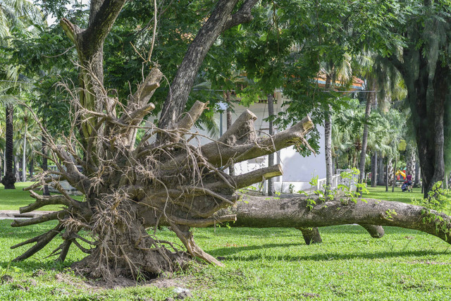 Ilustrasi Pohon Tumbang Foto: itman__47/Shutterstock