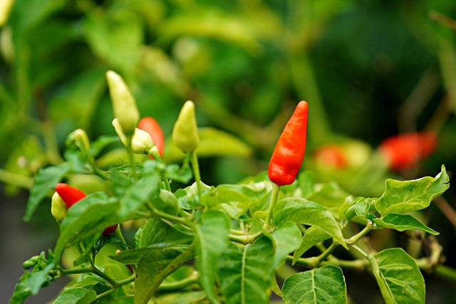 Ilustrasi cara berkebun cabe rawit di polybag. Sumber: pixabay