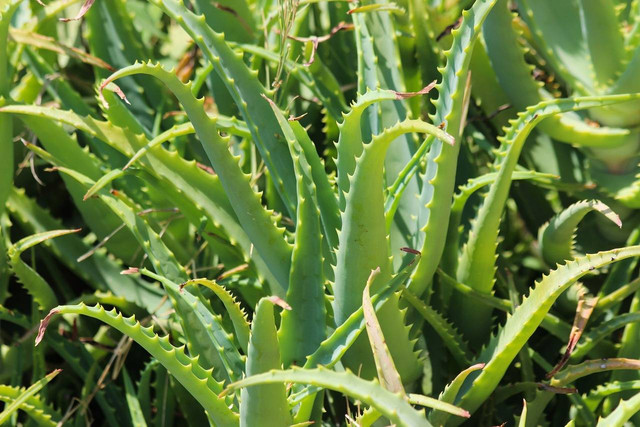 Ilustrasi cara berkebun lidah buaya. Sumber: pixabay