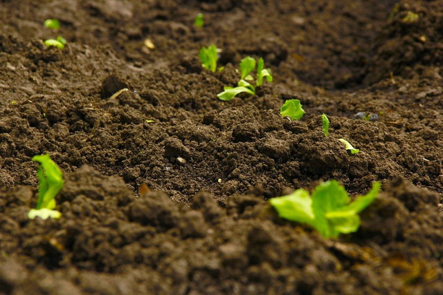 Ilustrasi cocopeat dan tanah. Sumber foto: Pixabay