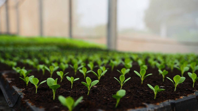 Ilustrasi cocopeat pada tanaman. Sumber foto: Pixabay
