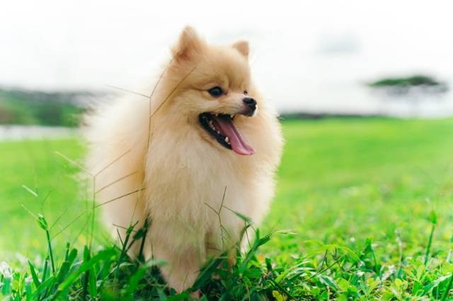 Tempat Wisata Bandung Pet Friendly, foto hanya ilustrasi, bukan gambar sebenarnya, Unsplash/Stefanus Fandy