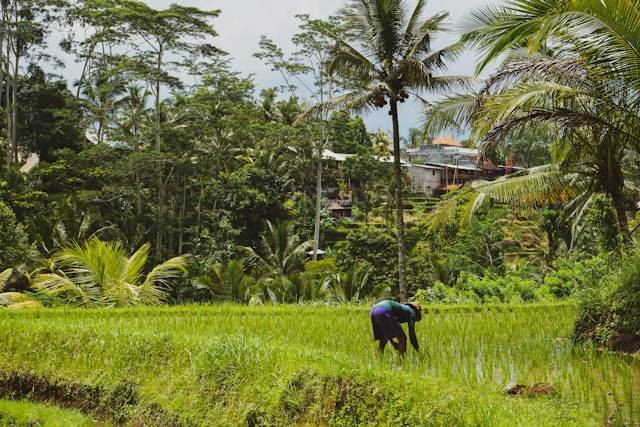 Ilustrasi rekomendasi pupuk NPK untuk padi. Foto: Unsplash