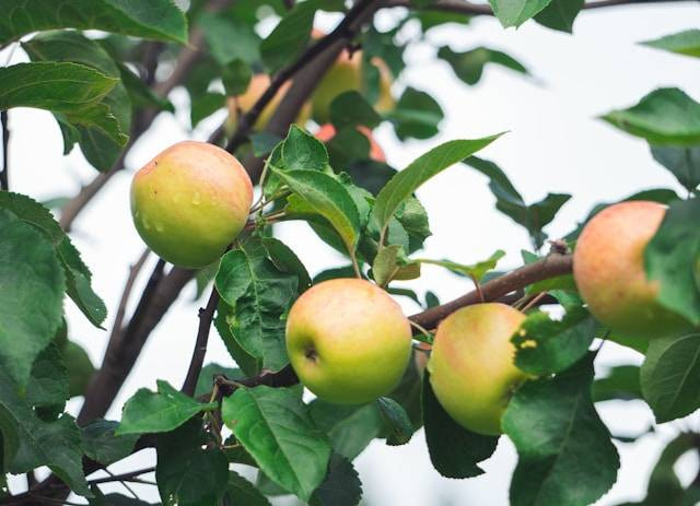 Ilustrasi rekomendasi pupuk perangsang buah. Foto: Unsplash