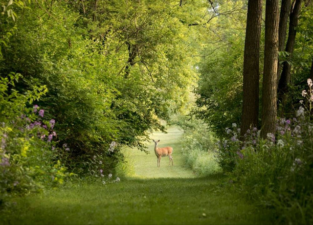 Ilustrasi Cagar Alam. Sumber Unsplash/Aaron Burden