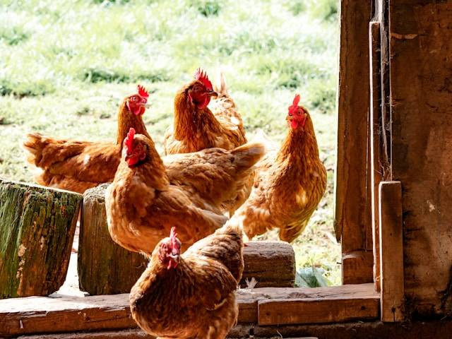 Cara Menghilangkan Lalat di Kandang Ayam. Foto Hanya Ilustrasi. Sumber Foto: Unsplash.com/Brett Jordan