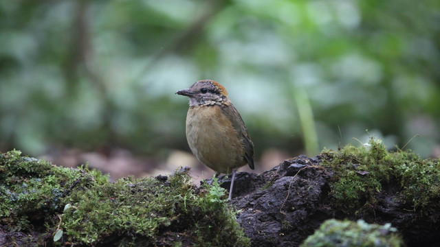  Burung langka paok schneider endemik Pulau Sumatera. Foto: Shutterstock