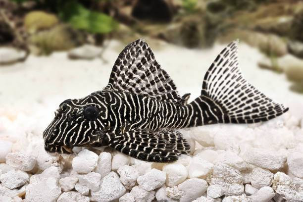 ilustrasi ikan sapu-sapu. Sumber foto pixabay.com