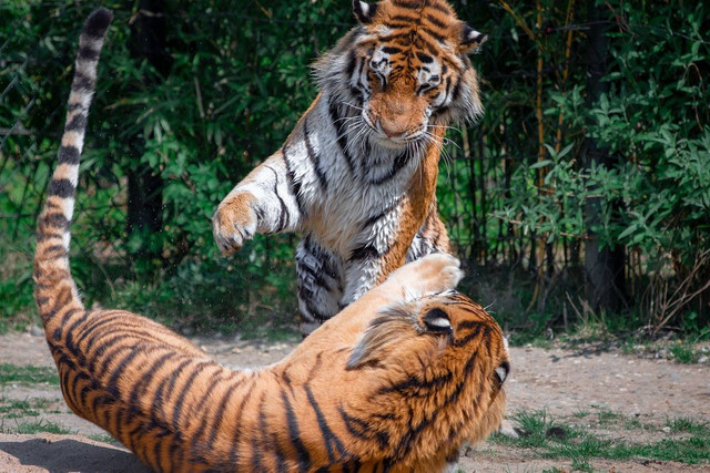 Gambar 1. Panthera tigris Sumber: Pixabay