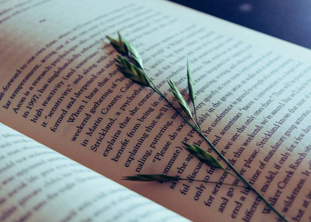 Ilustrasi Contoh Kalimat Asumsi. Unsplash/Steffi Pereira