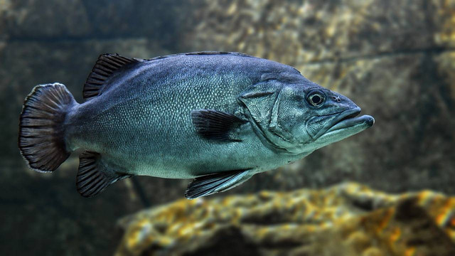 Ilustrasi penyakit ikan mujair. Sumber foto: Pixabay