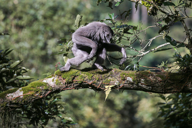 Owa Jawa yang berada di habitat aslinya  di Kawasan Hutan Lindung Malabar, Gunung Puntang, Bandung, Jumat (31/8). Foto: Aditia Noviansyah/kumparan
