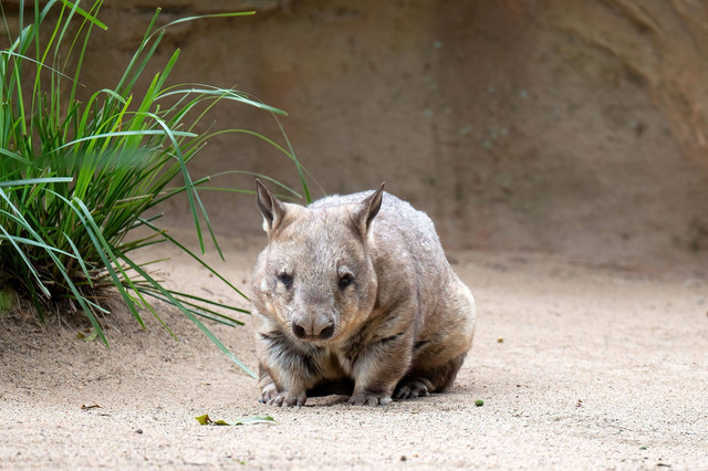 Ilustrasi hewan super langka wombat. Foto: Shutterstock