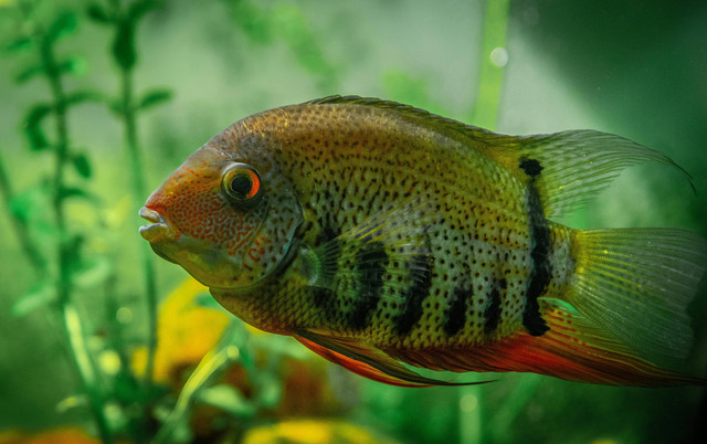 Ilustrasi ikan cichlid bisa sebesar apa. Foto: Pexels.com/Egor Kamelev