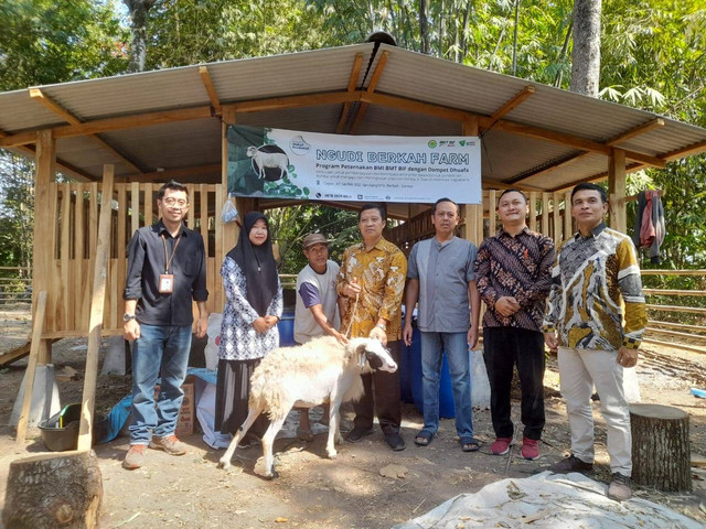 Dompet Dhuafa Yogyakarta bekerja sama dengan BMT BIF mengembangkan peternakan domba di Berbah Sleman Yogyakarta pada (Minggu, 08/09/2024)
