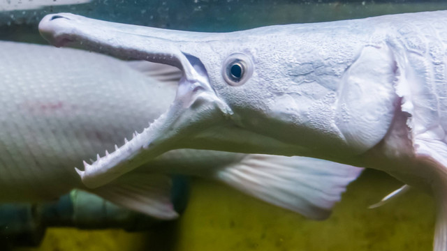 Ilustrasi Ikan Aligator. Foto: Shutterstock