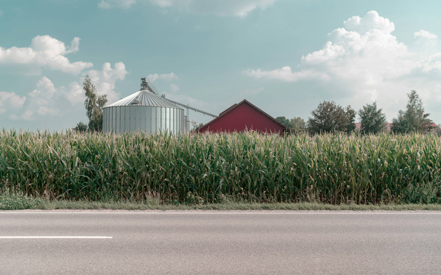 Ilustrasi Apakah Tanaman Jagung Perlu Disiram, Foto: Unsplash/Julian Schöll