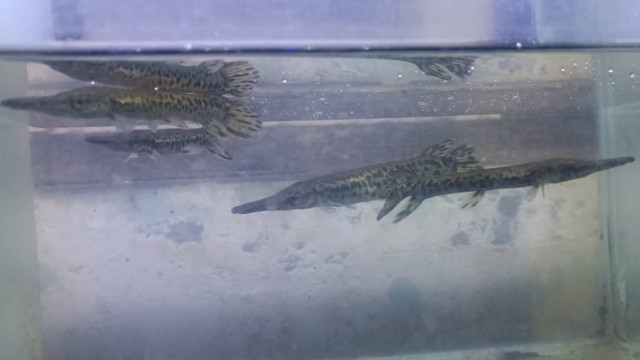 Ikan Aligator gar yang dijual di Surabaya, Rabu (11/9/2024). Foto: Farusma Okta Verdian/kumparan