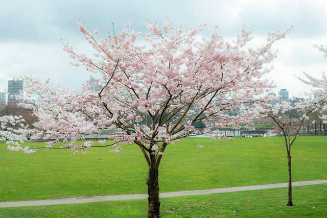 Bunga Sakura di Indonesia. Foto hanya ilustrasi, bukan tempat sebenarnya. Sumber: Unsplash/Albert Stoynov