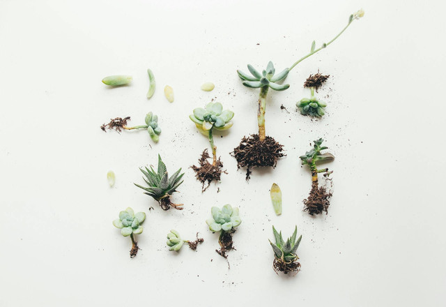 Ilustrasi reproduksi yang memungkinkan tumbuhan mewarisi semua karakteristik atau sifat hanya dari satu induk. Sumber: corinne kutz/unsplash