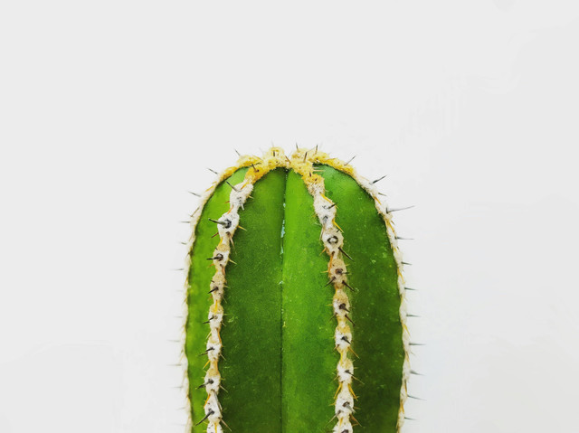 Ilustrasi Manfaat Kaktus Centong, Unsplash/ Roberto Canedo
