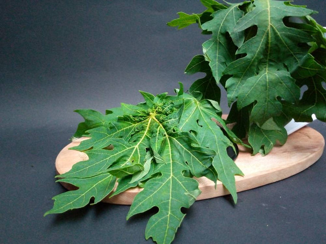 Ilustrasi Daun Pepaya yang Siap untuk Diolah atau Dikonsumsi (sumber: shutterstock.com)