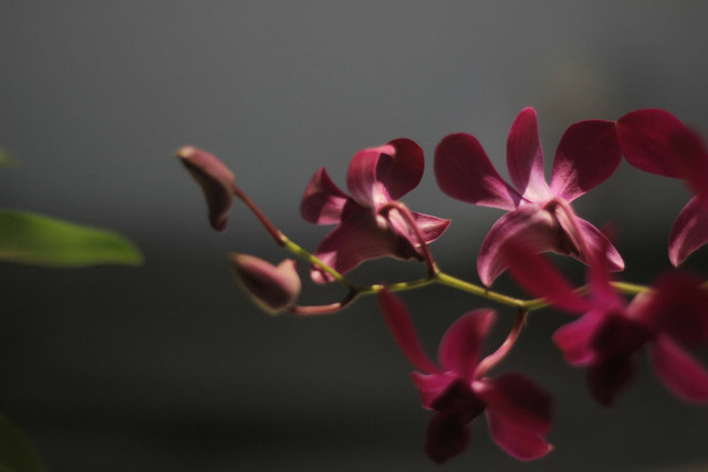 ilustrasi penyebab daun anggrek gosong. Unsplash/Satria Wisnu Aji