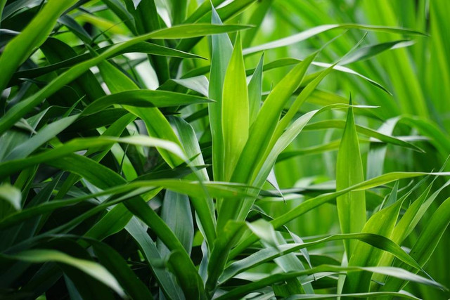 Ilustrasi Tanaman Suji (sumber: shutterstock.com)