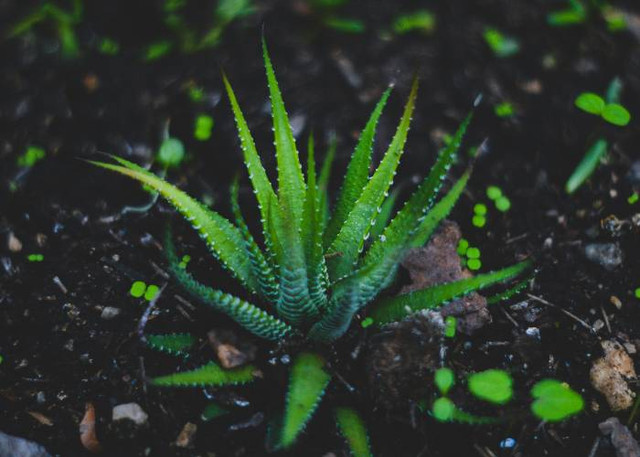 Ilustrasi Cara Panen Lidah Buaya, Unsplash/Rui Silvestre